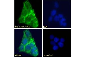 ABIN185139 Immunofluorescence analysis of paraformaldehyde fixed A431 cells, permeabilized with 0.