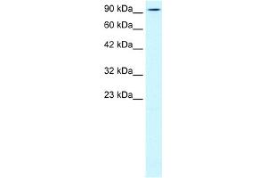 WB Suggested Anti-KIF5B Antibody Titration:  0. (KIF5B 抗体  (N-Term))