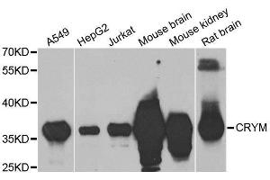 Western blot analysis of extracts of various cell lines, using CRYM antibody. (CRYM 抗体  (AA 1-314))
