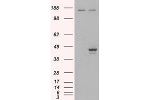 HEK293 overexpressing ELF3 (ABIN5400892) and probed with ABIN184777 (mock transfection in first lane). (ELF3 抗体  (C-Term))