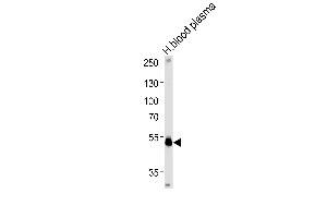 SERPINF1 Antibody (Center) (ABIN391483 and ABIN2841452) western blot analysis in human blood plasma tissue lysates (35 μg/lane). (PEDF 抗体  (AA 279-306))