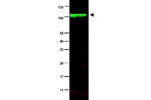 Image no. 1 for anti-Protein Phosphatase 1, Regulatory Subunit 13 Like (PPP1R13L) (AA 780-797), (Isoform 1) antibody (ABIN401339) (PPP1R13L 抗体  (Isoform 1))
