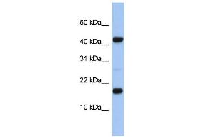 WB Suggested Anti-FLJ37543 Antibody Titration: 0. (FLJ37543 抗体  (N-Term))
