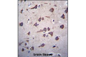 FKTN Antibody (Center) (ABIN656713 and ABIN2845942) immunohistochemistry analysis in formalin fixed and paraffin embedded human brain tissue followed by peroxidase conjugation of the secondary antibody and DAB staining. (Fukutin 抗体  (AA 177-206))