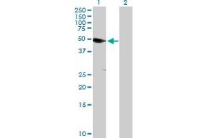 Western Blot analysis of ANKS1A expression in transfected 293T cell line by ANKS1A MaxPab polyclonal antibody. (ANKS1A 抗体  (AA 1-460))