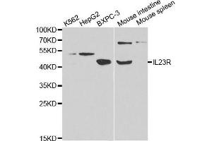 Western blot analysis of extracts of various cell lines, using IL23R antibody. (IL23R 抗体  (AA 405-629))