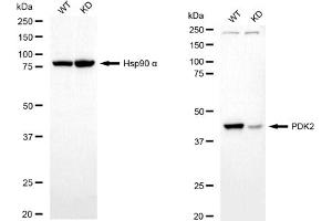 Western blotting analysis using PDK2 antibody (ABIN7800083). (PDK2 抗体)