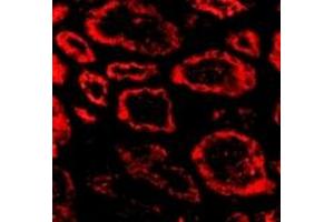 Immunofluorescence (IF) image for anti-SKI Proto-Oncogene (SKI) (N-Term) antibody (ABIN1031573) (SKI 抗体  (N-Term))