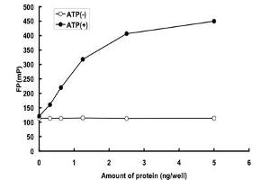 Image no. 1 for Protein Kinase, CGMP-Dependent, Type I (PRKG1) (AA 1-686) (Active) protein (GST tag) (ABIN5570613)
