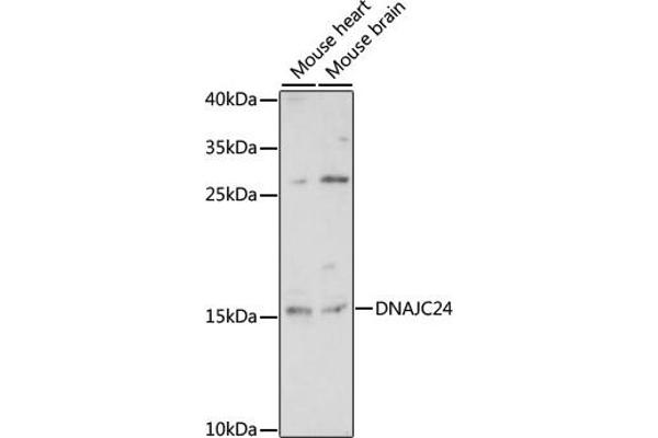 DNAJC24 antibody  (AA 2-149)