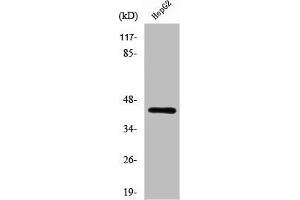 Western Blot analysis of LOVO cells using Rag C Polyclonal Antibody (GTR2 抗体  (C-Term))