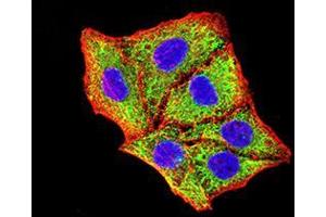 Immunocytochemistry (ICC) image for anti-BCL2/adenovirus E1B 19kDa Interacting Protein 3 (BNIP3) (AA 50-155) antibody (ABIN5542288)