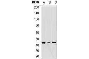 Western blot analysis of ERGIC3 expression in MCF7 (A), Hela (B), NIH3T3 (C) whole cell lysates. (ERGIC3 抗体  (C-Term))