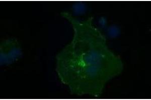 Image no. 7 for anti-Fc gamma RII (CD32) antibody (ABIN1497255) (Fc gamma RII (CD32) 抗体)