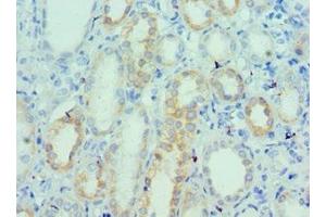 Immunohistochemistry of paraffin-embedded human kidney tissue using ABIN7175148 at dilution of 1:100 (Urotensin 2 抗体  (AA 35-124))