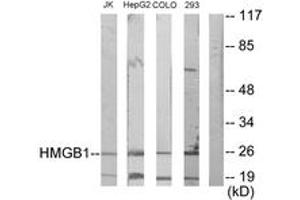 Western blot analysis of extracts from Jurkat/HepG2/COLO205/293 cells, using HMGB1 Antibody. (HMGB1 抗体  (AA 131-180))