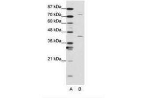 Image no. 1 for anti-Transcription Elongation Factor A Protein 1 (TCEA1) (N-Term) antibody (ABIN203045) (TCEA1 抗体  (N-Term))