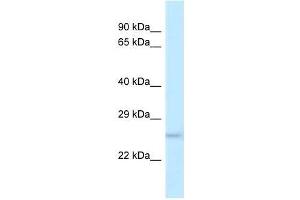 Western Blot showing Dusp19 antibody used at a concentration of 1. (DUSP19 抗体  (N-Term))
