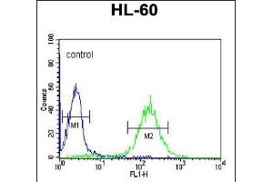 CBLB Antibody (Center) (ABIN652612 and ABIN2842410) flow cytometric analysis of HL-60 cells (right histogram) compared to a negative control-Rabbit IgG Isotype Control (left histogram). (Cbl Proto-Oncogene B, E3 Ubiquitin Protein Ligase (CBLB) (AA 103-130) 抗体)