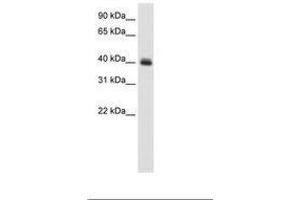 Image no. 1 for anti-Pseudouridylate Synthase 1 (PUS1) (C-Term) antibody (ABIN6736124) (PUS1 抗体  (C-Term))