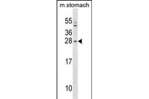 SIX6 Antibody (Center) (ABIN1538711 and ABIN2849339) western blot analysis in mouse stomach tissue lysates (35 μg/lane). (SIX Homeobox 6 抗体  (AA 96-124))