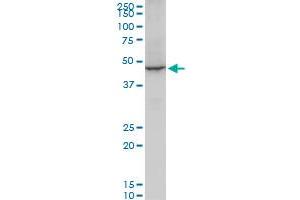 Western Blotting (WB) image for anti-Eukaryotic Translation Elongation Factor 1 alpha 2 (EEF1A2) (AA 364-462) antibody (ABIN560693)