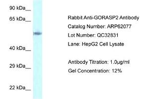Western Blotting (WB) image for anti-Golgi Reassembly Stacking Protein 2, 55kDa (GORASP2) (C-Term) antibody (ABIN2789009) (GORASP2 抗体  (C-Term))