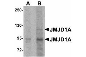 Image no. 1 for anti-Lysine (K)-Specific Demethylase 3A (KDM3A) (N-Term) antibody (ABIN478151) (KDM3A 抗体  (N-Term))
