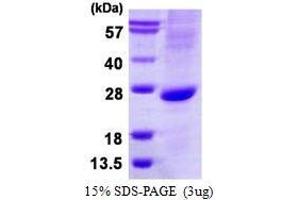 Figure annotation denotes ug of protein loaded and % gel used. (ATOH1 蛋白)