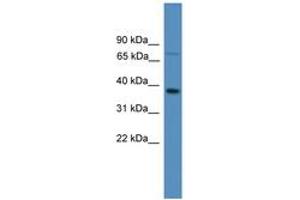Image no. 1 for anti-Olfactory Receptor, Family 1, Subfamily S, Member 1 (OR1S1) (AA 251-300) antibody (ABIN6746646) (OR1S1 抗体  (AA 251-300))