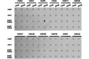 Dot-blot analysis of all sorts of methylation peptides using H3R8me2a antibody. (Histone 3 抗体  (H3R8me2a))