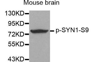 Western Blotting (WB) image for anti-Synapsin I (SYN1) (pSer9) antibody (ABIN1682105) (SYN1 抗体  (pSer9))