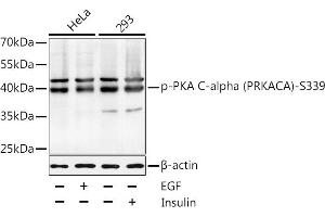 Western blot analysis of extracts of HeLa and 293 cells, using Phospho-PKA C-alpha (PRKACA)-S339 antibody  at 1:1000 dilution. (PRKACA 抗体  (pSer339))