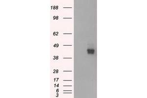 HEK293T cells were transfected with the pCMV6-ENTRY control (Left lane) or pCMV6-ENTRY BSG (Right lane) cDNA for 48 hrs and lysed. (CD147 抗体)
