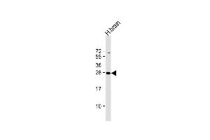 Anti-PLD6 Antibody (Center) at 1:2000 dilution + human brain lysate Lysates/proteins at 20 μg per lane. (PLD6 抗体  (AA 125-154))