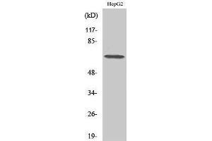 Western Blotting (WB) image for anti-DEAD (Asp-Glu-Ala-Asp) Box Polypeptide 52 (DDX52) (C-Term) antibody (ABIN3184276) (DDX52 抗体  (C-Term))