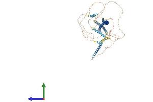 AlphaFold protein structure predicition of Human Recombinant AMOTL2 Protein, UniprotID Q9Y2J4