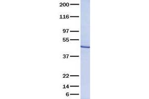 Western Blotting (WB) image for serpin Peptidase Inhibitor, Clade I (neuroserpin), Member 1 (SERPINI1) (Transcript Variant 1) (Active) protein (ABIN2727196)
