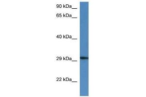 Western Blot showing Harbi1 antibody used at a concentration of 1. (HARBI1 抗体  (N-Term))