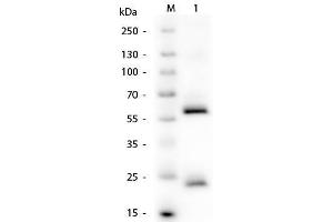 Western Blot of Human IgG Antibody. (小鼠 anti-人 IgG (Heavy & Light Chain) Antibody - Preadsorbed)