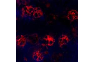 Immunofluorescence (IF) image for anti-Cathelicidin Antimicrobial Peptide (CAMP) antibody (ABIN571374)