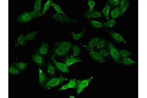 Immunofluorescent analysis of Hela cells using ABIN7149567 at dilution of 1:100 and Alexa Fluor 488-congugated AffiniPure Goat Anti-Rabbit IgG(H+L) (DOM3Z 抗体  (AA 69-266))