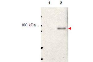 Western blot using Stat5a (phospho Y694) polyclonal antibody  shows detection of phosphorylated Stat5a (indicated by arrowhead at ~91 kDa) in NK92 cells after 30 min treatment with 1 ku of IL-2 (lane 2). (STAT5A 抗体  (pTyr694))