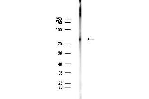 anti-MAM Domain Containing 2 (MAMDC2) antibody