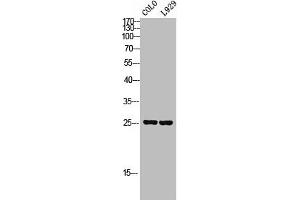 Western Blot analysis of COLO L929 cells using SRp20 Polyclonal Antibody (SRSF3 抗体  (C-Term))
