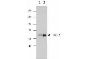 Western Blotting (WB) image for anti-Interferon Regulatory Factor 7 (IRF7) antibody (ABIN2666280) (IRF7 抗体)