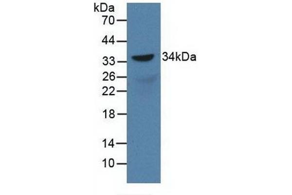 SOX18 抗体  (AA 153-377)