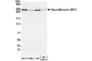 Western Blotting (WB) image for anti-Neurofibromin 1 (NF1) (C-Term) antibody (ABIN7449677) (Neurofibromin 1 抗体  (C-Term))