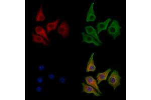ABIN7094241 and ABIN7098288 staining HepG2 cells by IF/ICC.