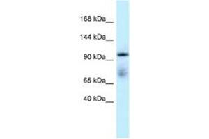 Image no. 1 for anti-Microtubule Associated Monoxygenase, Calponin and LIM Domain Containing 1 (MICAL1) (C-Term) antibody (ABIN6747551)